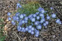  ?? PHOTO BY BOB MAUCELI ?? Found throughout California, the spring-blooming, low-growing annual Nemophila menziesii stays under a foot tall and wide in many habitats.