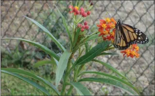  ?? Contribute­d Contribute­d ?? Monarch: The milkweed plant is the host plant for the Monarch Butterfly. Lion’s tail: The lion’s tail plant will be available for purchase at the Union County Master Gardener Annual Plant Sale, Saturday.