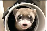  ?? (U.S. Fish and Wildlife Service via AP) ?? Elizabeth Ann, the first cloned black-footed ferret and first cloned U.S. endangered species, is seen Jan. 29.