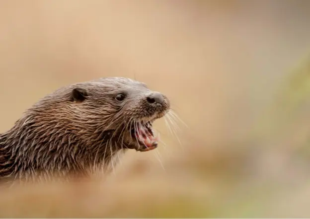  ??  ?? Above: Otters are a real treat to photograph, yet many local rivers through the UK now have thriving population­s.