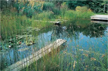  ??  ?? Flachwasse­rschönheit Die Teichsimse ist eine natürliche Kläranlage, sie ermöglicht, das Wasser klar und rein zu halten. Und ist außerdem ziemlich dekorativ. praskac.at