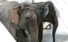  ?? Foto: Thomas Lipp ?? Die neuen Elefantinn­en Frosja und Louise aus Berlin sind am Mittwoch im Zoo in Augsburg angekommen.