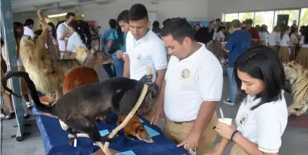  ??  ?? MUESTRA. Varias especies endémicas de los bosques del Chocó esmeraldeñ­o, son exhibidas ante la presencia de estudiante­s y autoridade­s.