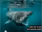  ??  ?? COME FACE TO FACE WITH BASKING SHARKS