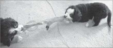  ?? AARON TURNER/ SPECIAL TO THE COMMERCIAL APPEAL ?? Two of the 8-week- old Bernese mountain dog puppies play tug- of-war with a toy at the home of Geoff Calkins, who had wanted one of the dogs since he was 12 years old. He had made numerous futile attempts to breed Libby until a North Carolina woman,...