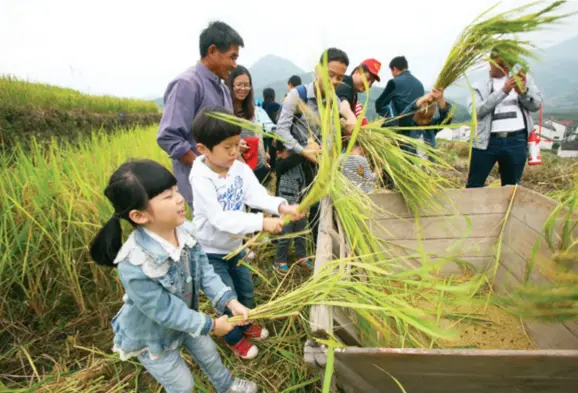  ??  ?? Led by their parents, children from a kindergart­en in east China’s Zhejiang Province harvest rice to experience the hard work of growing grain and cultivate the good habit of being thrifty