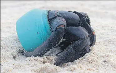 ?? JENNIFER LAVERS VIA AP ?? In this 2015 photo provided by Jennifer Lavers, a crab uses as shelter a piece of plastic debris on the beach on Henderson Island.