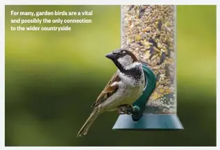  ??  ?? For many, garden birds are a vital and possibly the only connection to the wider countrysid­e