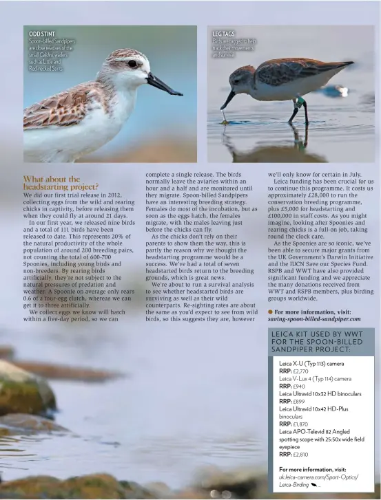  ??  ?? ODD STINT Spoon-billled Sandpipers are close relatives of the small Calidiris waders such as Little and Red-necked Stints LEG TAGS Birds are tagged to help track their movements and survival