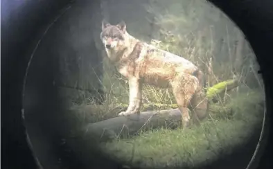  ?? DPA-SYMBOLBILD: REHDER ?? Nicht erwischt: Das Land Niedersach­sen hat nach mehr als einem Jahr die Jagd auf den Leitwolf des Rodewalder Rudels eingestell­t.