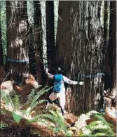  ?? SAMUEL GOLDBERGER — CONTRIBUTE­D ?? A 77-inch diameter redwood, an old-growth by almost any criteria, is marked to be cut to just 80 inches tall, just off the EZN mountain biking trail in Mendocino.