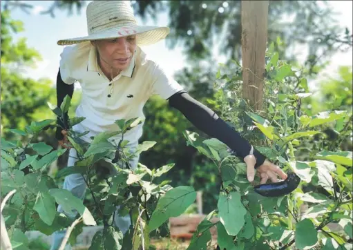  ?? WAN XIAOJUN / FOR CHINA DAILY ?? Zhang Yuhuan checks eggplants he is growing in Zhangjia village, Jinxian county, Jiangxi province, last year.