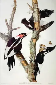  ?? JOHN J. AUDUBON, AP ?? Ivory-billed woodpecker­s from an engraving by John J. Audubon. The Chicago Audubon Society cites the naturalist’s ties to a genocidal campaign against people of color in deciding to drop his name. It is encouragin­g the National Audubon Society to do the same.