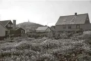  ?? David Goldman photos / Associated Press ?? Wildflower­s grow in Nuuk, Greenland. Entreprene­urs in Greenland are taking advantage of a longer season to grow fruits and vegetables.