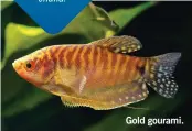  ??  ?? Gold gourami.