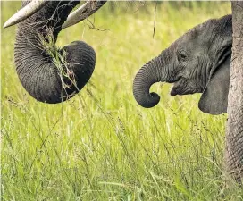  ??  ?? Der Bestand von Wirbeltier­en sinkt weltweit. Auch die Zahl der Elefanten in Afrika ist seit 2006 um 111.000 Tiere gesunken.