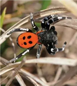  ?? FOTO LEX PEETERS ?? De grootste populatie ter wereld van de zeldzame lentevuurs­pin leeft op de plek waar het zonnepark in Lommel moet komen.