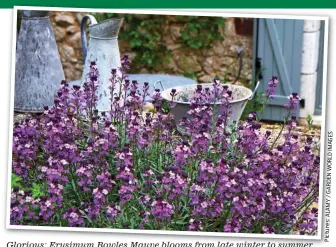  ?? Pictures:ALAMY/GARDENWORL­DIMAGES ?? Glorious: Erysimum Bowles Mauve blooms from late winter to summer