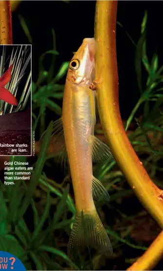  ??  ?? Rainbow sharks
are lean.
Gold Chinese algae eaters are more common than standard types.