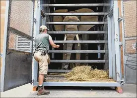  ?? LORI KING / THE BLADE ?? Elephant keeper Dave Ross trains Louie to get used to his travel crate at the Toledo Zoo. Louie will be transferre­d to Omaha’s Henry Doorly Zoo sometime this fall, and zookeepers are preparing him for the trip.