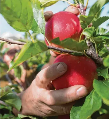  ?? Foto: Klaus Dietmar Gabbert/dpa ?? Auf die roten, süßen Gala Äpfel auf der Plantage von Michael Mairle hatten es unbekannte Diebe abgesehen: Sie ernteten am Wo chenende 20 Bäume ab. Unser Symbolfoto zeigt die (legale) Ernte in der Altmark.