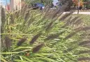  ?? THE DAVEY TREE EXPERT COMPANY VIA AP ?? Black Flowering Fountain Grass makes a dramatic statement with flowing green foliage and ebony foxtaillik­e plumes.