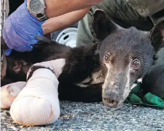  ?? THE ASSOCIATED PRESS/FILES ?? Cinder the bear was burned in a Methow Valley wildfire in 2014.