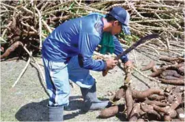  ??  ?? The Gahung-Gahung Organic Cassava Farming System has been proven to be very practical and beneficial to marginal farmers. Under the innovative cassava program, farmers were able to harvest the rootcrop even during the times of drought or the dry season...