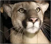  ?? NATIONAL PARK SERVICE VIA AP ?? This photo shows a cougar known as P-81.