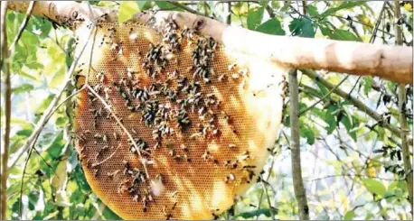  ?? WWF-CAMBODIA ?? Mondulkiri wild honey collection could yield around 10-20 tonnes this year, much lower than the 60 tonnes logged in each of 2019 and 2020.