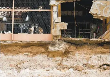  ?? Photograph­s by Wally Skalij Los Angeles Times ?? A WALL collapse reveals a clowder of cats in Tijuana after Hilary passed through Sunday. Officials said there were no major incidents or mudslides stemming from the storm, and only a couple of dozen traffic accidents.