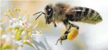  ?? FOTO: DPA/ALESSANDRO DELLA BELLA ?? Bienen finden nicht mehr genug Nahrung. Um diesem Trend entgegenzu­wirken, sind in Kempten Projekte angedacht.