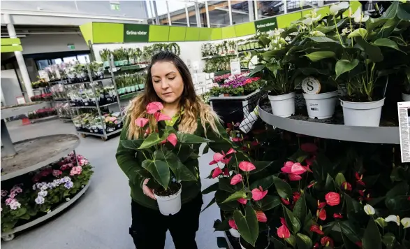  ?? Bild: ROGER LARSSON ?? TIPSAR. ”Ju större blad desto bättre förmåga att fånga upp partiklar”, säger Marie Axelsson, växtansvar­ig på Blomsterla­ndet i Halmstad. Hon har märkt en ökad efterfråga­n på luftrenand­e växter.