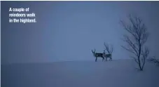  ??  ?? A couple of reindeers walk in the highland.