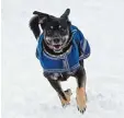  ??  ?? Durch den Schnee tollen, richtig toben, Gas geben: In der Hundeschul­e sollen die Vierbeiner erzogen werden, aber auch Spaß an der Bewegung haben.