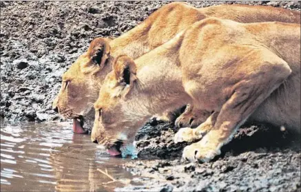  ?? De Agostini / Getty Images ?? LIONNESSES quench their thirst on a reserve in Botswana, one of a few African countries that harbor most of the remaining lions.