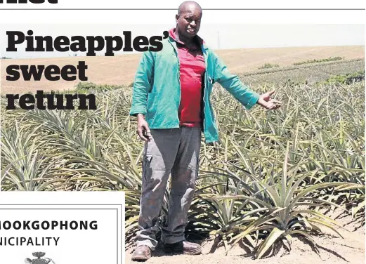  ?? /SUPPLIED ?? A member of the Bingqala Pineapple Co-operative near Peddie shows the progress of the pineapple community project which was started in 2014.