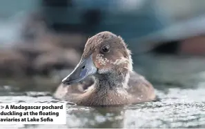  ??  ?? A Madagascar pochard duckling at the floating aviaries at Lake Sofia