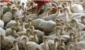  ?? — AP ?? Baby turkeys in a poult barn at Smotherman Farms near Waco, Texas. The farm is involved in a pilot project that allows consumers to be able to find out where the turkeys they buy are raised.