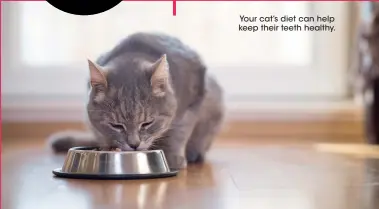  ?? ?? Your cat’s diet can help keep their teeth healthy.