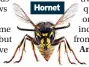  ?? ?? Hornet