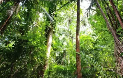  ??  ?? Forest area of Puerto Princesa Subterrane­an River National Park (PPSRNP) (PIA Palawan)