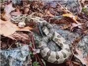  ?? Sara Horwitz/Contribute­d photo ?? An eastern timber rattlesnak­e on Christmas Eve, 2015 by “Connecticu­t’s Snake Lady,” Sara Horwitz. Timber rattlers have been coming out to bask earlier and earlier over the past decade.