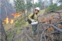  ?? LUIS SÁNCHEZ SATURNO/THE NEW MEXICAN FILE PHOTO ?? Mateo Pacheco, with the Santa Fe Hotshots, uses a mixture of diesel and gasoline to light piles of wood in 2008 at the Santa Fe Municipal Watershed.