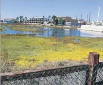  ??  ?? THE BALLONA LAGOON as seen near the entrance to the trail during a hike in the marine preserve in Marina del Rey.