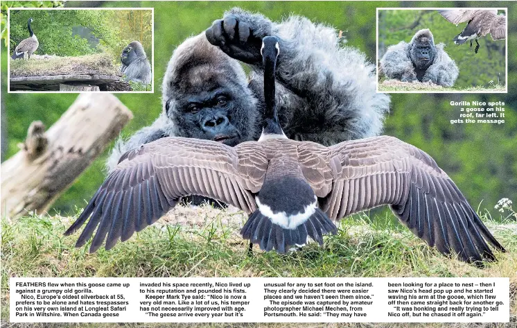 Canada goose vs gorilla top