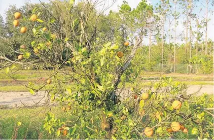  ?? SUSAN JACOBSON/STAFF FILE PHOTO ?? During the 2016-2017 season, citrus greening hurt Florida’s citrus production and growers, such as White’s Red Hill Groves in Sanford, above.