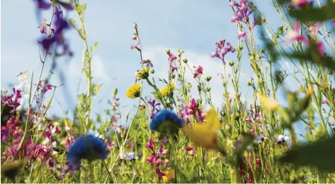  ??  ?? Die Gemeinde Kutzenhaus­en will Grünfläche­n in Zukunft nicht mehr regelmäßig mähen, um Insekten Lebensraum zu bieten. Symbolfoto: Christian Schwier, stock.adobe.com