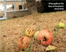  ??  ?? A few apples on the lawn can be great to attract birds