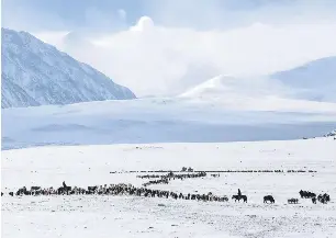 Mongolian herders face heavy losses in harsh ‘Dzud’ winter - PressReader